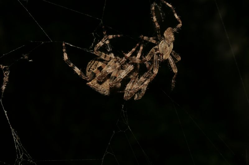 Danza nunziale: Araneus angulatus